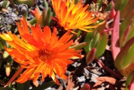 Sea grass in bloom